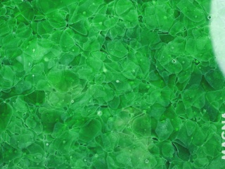 Green Magna Glaskeramic